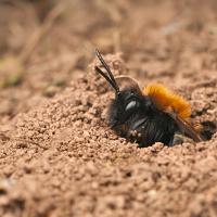 Tawny Mining Bee and Nest Hole 1 
